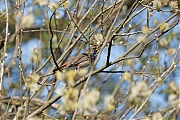 Blauwborst-20250411g14401A1A5616atcrfb-De-Matjens.jpg