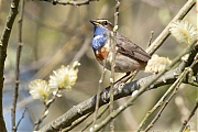 Blauwborst-20250411g14401A1A5621avcrfb-De-Matjens.jpg