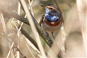 Blauwborst-20250411g14401A1A5649atcrfb-De-Matjens.jpg