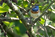 Blauwborst-20250516g14401A1A8004avcrfb-Zondereigen.jpg