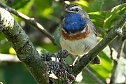Blauwborst-20250516g14401A1A8012avcrfb-Zondereigen.jpg
