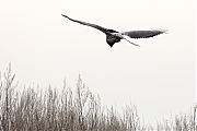 Filename=Blauwe-kiekendief-20190118g1440aYSXX4054.jpg
Filesize=494KiB
Dimensions=1280x960
Date added=Jan 31, 2019 Blauwe-kiekendief-20190118g1440aYSXX4054.jpg