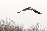 Filename=Blauwe-kiekendief-20190118g1440aYSXX4055.jpg
Filesize=491KiB
Dimensions=1280x960
Date added=Jan 31, 2019 Blauwe-kiekendief-20190118g1440aYSXX4055.jpg