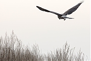 Filename=Blauwe-kiekendief-20190118g1440aYSXX4056.jpg
Filesize=532KiB
Dimensions=1280x960
Date added=Jan 31, 2019 Blauwe-kiekendief-20190118g1440aYSXX4056.jpg