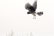 Filename=Blauwe-kiekendief-20190118g1440bYSXX4051.jpg
Filesize=324KiB
Dimensions=1280x960
Date added=Jan 31, 2019 Blauwe-kiekendief-20190118g1440bYSXX4051.jpg