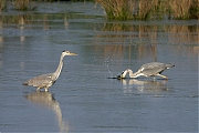 Blauwe-reiger-20090419P1030963a.jpg