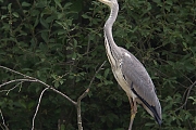 Blauwe-reiger-20090808P1070510a.jpg