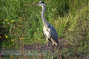 Blauwe-reiger-20090921P1080512d.jpg