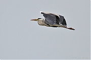 Blauwe-reiger-20110605IMG_4900a.jpg