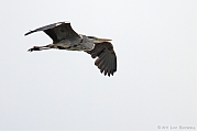 Filename=Blauwe-reiger-201106905IMG_4963a.jpg
Filesize=187KiB
Dimensions=800x533
Date added=Dec 07, 2011 Blauwe-reiger-201106905IMG_4963a.jpg
