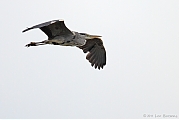 Blauwe-reiger-201106905IMG_4963a.jpg