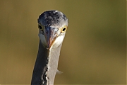 Blauwe-reiger-20111217g800IMG_0301a.jpg