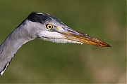 Blauwe-reiger-20111217g800IMG_0327a.jpg