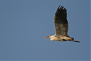 Filename=Blauwe-reiger-20120524g800IMG_5898a.jpg
Filesize=199KiB
Dimensions=800x533
Date added=May 24, 2012 Blauwe-reiger-20120524g800IMG_5898a.jpg