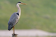 Filename=Blauwe-reiger-20120602gmIMG_6243an.jpg
Filesize=638KiB
Dimensions=1280x960
Date added=Nov 19, 2017 Blauwe-reiger-20120602gmIMG_6243an.jpg