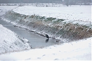 Filename=Blauwe-reiger-20130117g8007X1A3034a.jpg
Filesize=270KiB
Dimensions=800x518
Date added=Jan 17, 2013 Blauwe-reiger-20130117g8007X1A3034a.jpg