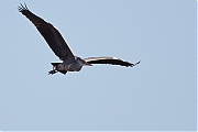 Filename=Blauwe-reiger-20130206g8007X1A3724a.jpg
Filesize=236KiB
Dimensions=800x600
Date added=Feb 06, 2013 Blauwe-reiger-20130206g8007X1A3724a.jpg