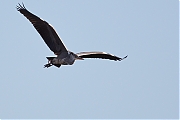 Blauwe-reiger-20130206g8007X1A3724a.jpg