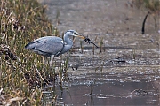 Blauwe-reiger-20130410g8007X1A6158a.jpg