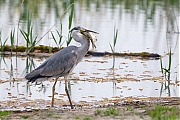 Blauwe-reiger-20160510g12807X1A5229a.jpg