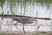 Blauwe-reiger-20160510g12807X1A5236a.jpg