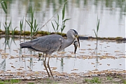 Blauwe-reiger-20160510g12807X1A5238a.jpg