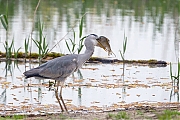 Blauwe-reiger-20160510g12807X1A5242a.jpg