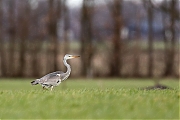 Filename=Blauwe-reiger-20170224g1280YSXX7189a.jpg
Filesize=621KiB
Dimensions=1280x960
Date added=Feb 24, 2017 Blauwe-reiger-20170224g1280YSXX7189a.jpg