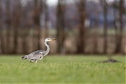 Blauwe-reiger-20170224g1280YSXX7189a.jpg