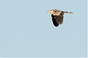 Filename=Blauwe-reiger-20170527g1280YSXX9228a.jpg
Filesize=395KiB
Dimensions=1280x960
Date added=May 27, 2017 Blauwe-reiger-20170527g1280YSXX9228a.jpg