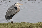 Filename=Blauwe-reiger-20190129g1280aYSXX4591.jpg
Filesize=725KiB
Dimensions=1280x960
Date added=Jan 31, 2019 Blauwe-reiger-20190129g1280aYSXX4591.jpg