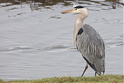 Filename=Blauwe-reiger-20190129g1280aYSXX4601.jpg
Filesize=652KiB
Dimensions=1280x960
Date added=Jan 31, 2019 Blauwe-reiger-20190129g1280aYSXX4601.jpg
