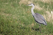 Filename=Blauwe-reiger-20200804g1280YSXX8240a.jpg
Filesize=864KiB
Dimensions=1280x960
Date added=Aug 10, 2020 Blauwe-reiger-20200804g1280YSXX8240a.jpg