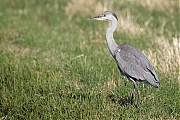 Blauwe-reiger-20200804g1280YSXX8240a.jpg