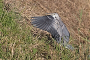 Filename=Blauwe-reiger-20200804g1280YSXX8242a.jpg
Filesize=1001KiB
Dimensions=1280x960
Date added=Aug 10, 2020 Blauwe-reiger-20200804g1280YSXX8242a.jpg