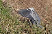 Blauwe-reiger-20200804g1280YSXX8242a.jpg