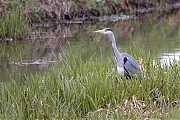 Filename=Blauwe-reiger-20210415g14401A1A1672acrfb.jpg
Filesize=901KiB
Dimensions=1280x960
Date added=Apr 18, 2021 Blauwe-reiger-20210415g14401A1A1672acrfb.jpg