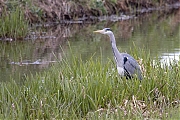 Blauwe-reiger-20210415g14401A1A1672acrfb.jpg