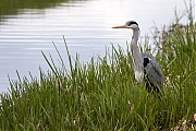 Filename=Blauwe-reiger-20210415g14401A1A1683acrfb.jpg
Filesize=879KiB
Dimensions=1280x960
Date added=Apr 18, 2021 Blauwe-reiger-20210415g14401A1A1683acrfb.jpg