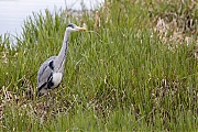 Filename=Blauwe-reiger-20210415g14401A1A1693acrfb.jpg
Filesize=981KiB
Dimensions=1280x960
Date added=Apr 18, 2021 Blauwe-reiger-20210415g14401A1A1693acrfb.jpg
