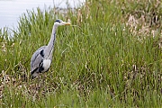 Blauwe-reiger-20210415g14401A1A1693acrfb.jpg