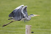Filename=Blauwe-reiger-20210415g14401A1A1699acrfb.jpg
Filesize=602KiB
Dimensions=1280x960
Date added=Apr 18, 2021 Blauwe-reiger-20210415g14401A1A1699acrfb.jpg
