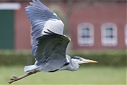 Filename=Blauwe-reiger-20210415g14401A1A1701acrfb.jpg
Filesize=649KiB
Dimensions=1280x960
Date added=Apr 18, 2021 Blauwe-reiger-20210415g14401A1A1701acrfb.jpg