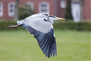 Filename=Blauwe-reiger-20210415g14401A1A1702acrfb.jpg
Filesize=611KiB
Dimensions=1280x960
Date added=Apr 18, 2021 Blauwe-reiger-20210415g14401A1A1702acrfb.jpg