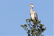 Filename=Blauwe-reiger-20210602g14401A1A9734acrfb.jpg
Filesize=595KiB
Dimensions=1280x960
Date added=Jun 02, 2021 Blauwe-reiger-20210602g14401A1A9734acrfb.jpg