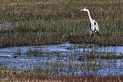 Filename=Blauwe-reiger-20220309g14401A1A8124a-Regte-Heide.jpg
Filesize=945KiB
Dimensions=1280x960
Date added=Mar 13, 2022 Blauwe-reiger-20220309g14401A1A8124a-Regte-Heide.jpg