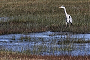 Blauwe-reiger-20220309g14401A1A8124a-Regte-Heide.jpg