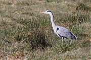 Filename=Blauwe-reiger-20220309g14401A1A8196a-Regte-Heide.jpg
Filesize=1032KiB
Dimensions=1280x960
Date added=Mar 13, 2022 Blauwe-reiger-20220309g14401A1A8196a-Regte-Heide.jpg