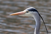 Blauwe-reiger-20220323g14401A1A9421a-Colijnsplaat~3.jpg