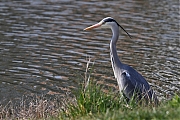 Filename=Blauwe-reiger-20220323g14401A1A9449a-Colijnsplaat~0.jpg
Filesize=712KiB
Dimensions=1280x960
Date added=Jan 24, 2023 Blauwe-reiger-20220323g14401A1A9449a-Colijnsplaat~0.jpg